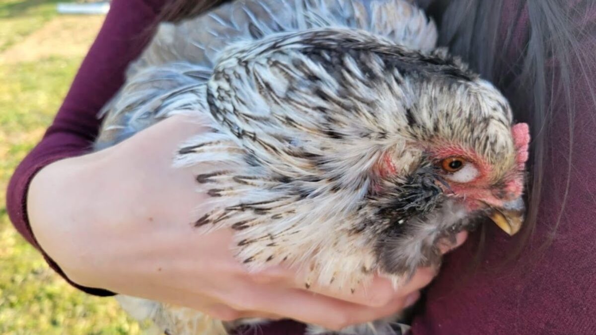 Black and white chicken with foamy eye.