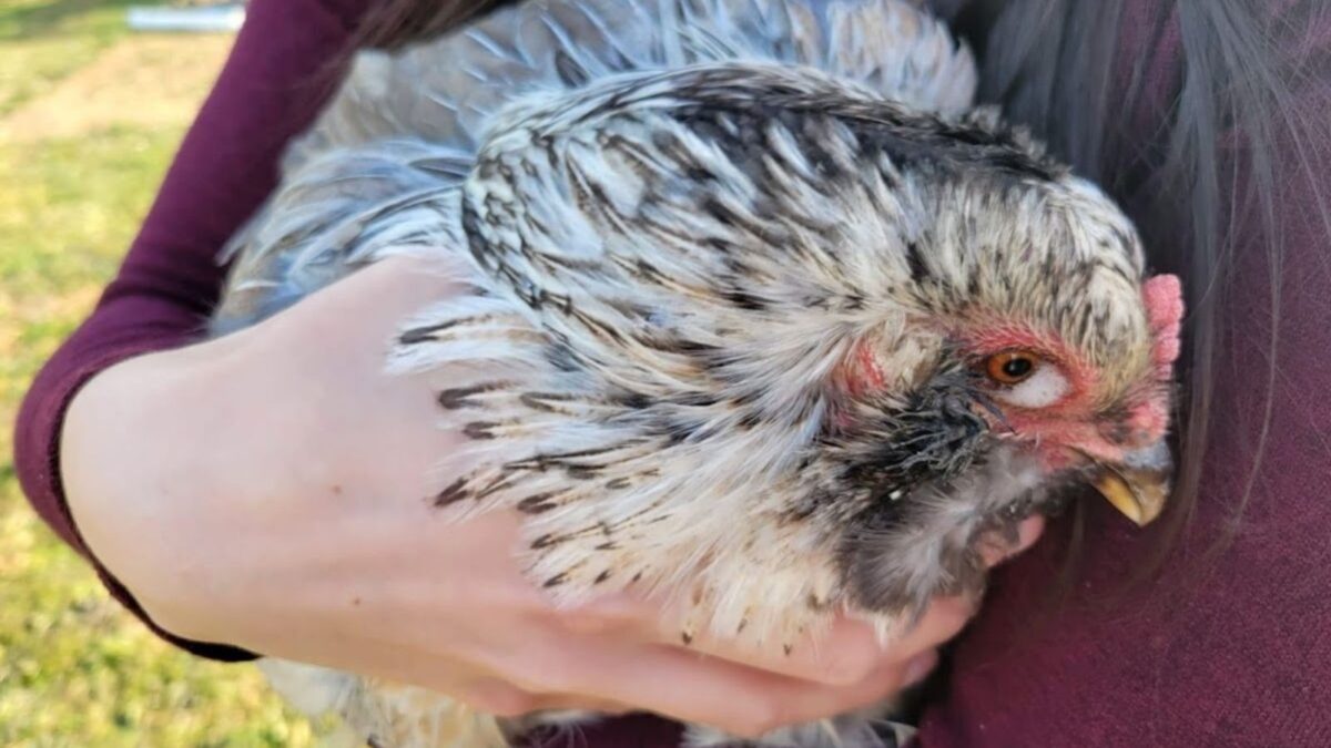 Black and white chicken with foamy eye. 