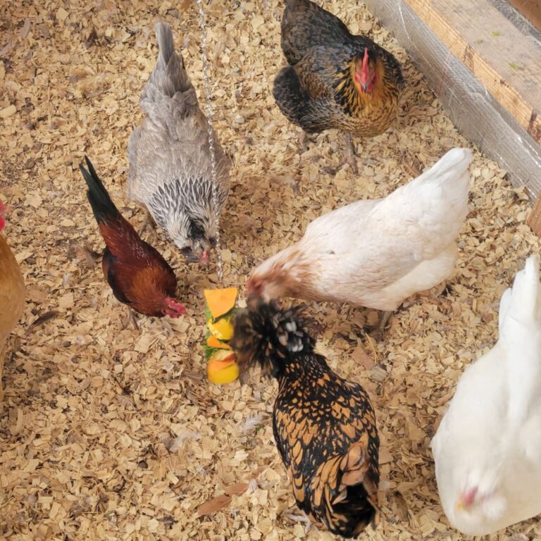 5 Fun Snow Day Activities For Chickens
