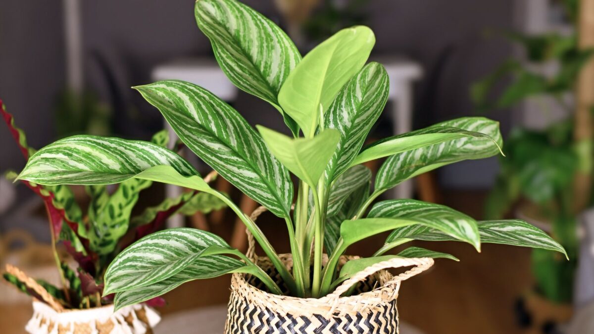Chinese evergreen plant in a raffia container. 