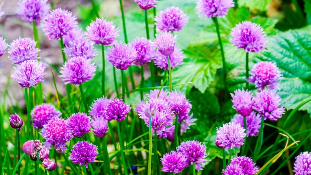 Are Chive Flowers Edible? 10 Clever Ways To Use Chive Blooms