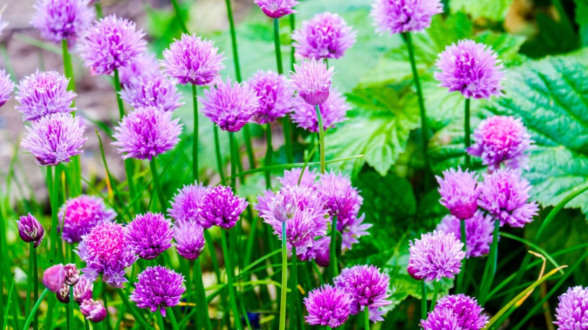 chive flowers.