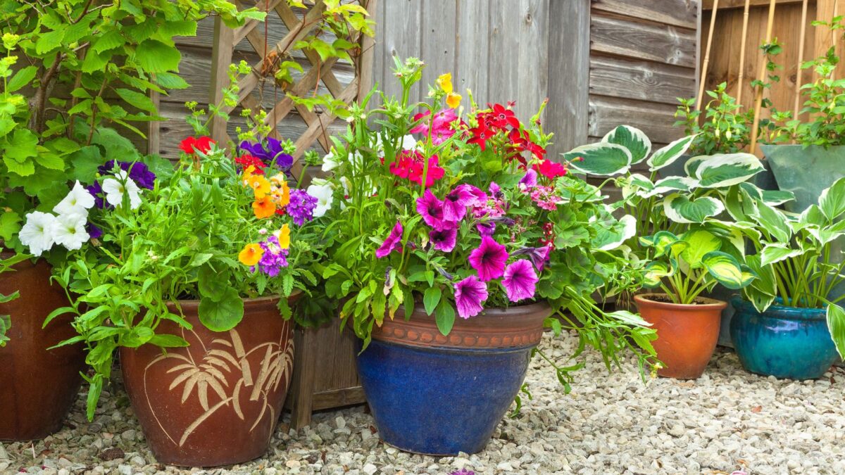 Colorful container garden with multi colored petunias and some leafy plants. 