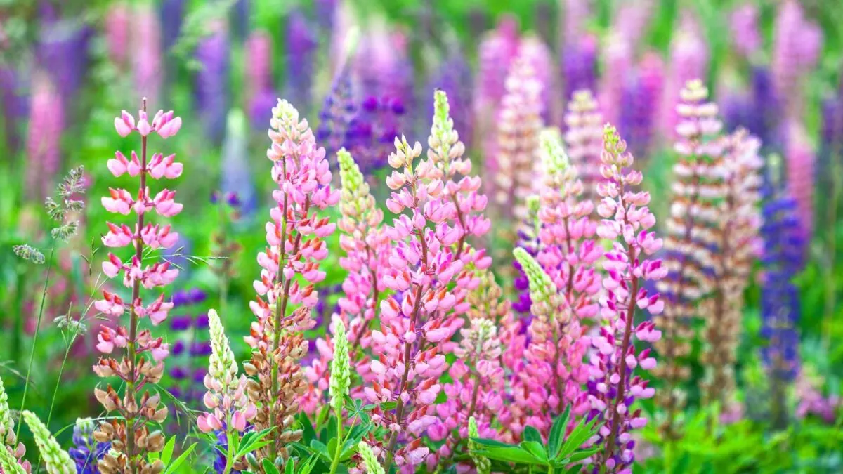 colorful lupin flowers.