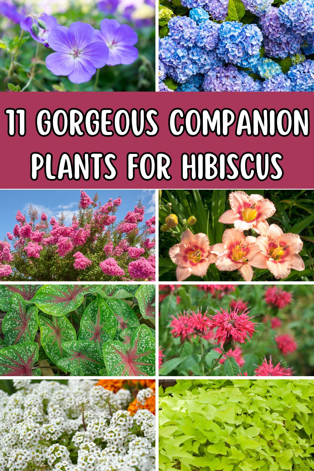 11 gorgeous companion plants for hibiscus. 