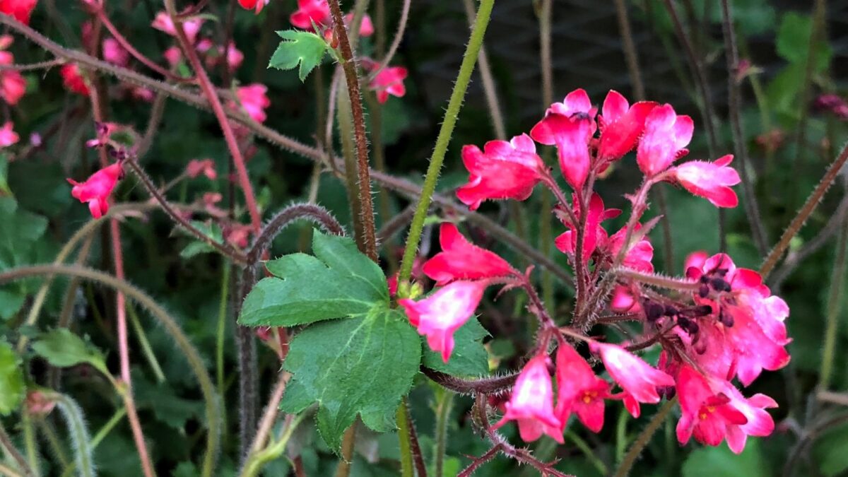 coral bells.