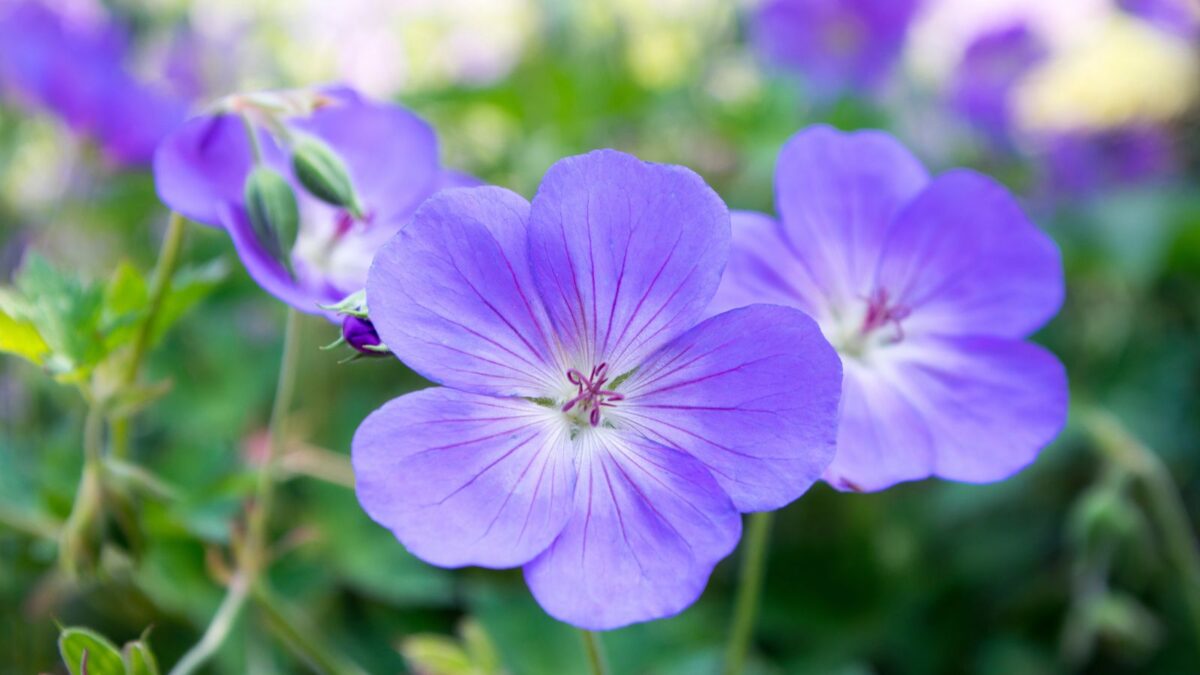 cranesbill geraniums.