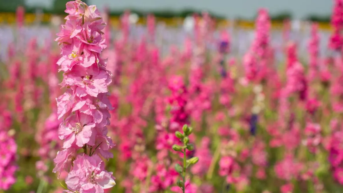 a field of pink delphinium flowers.