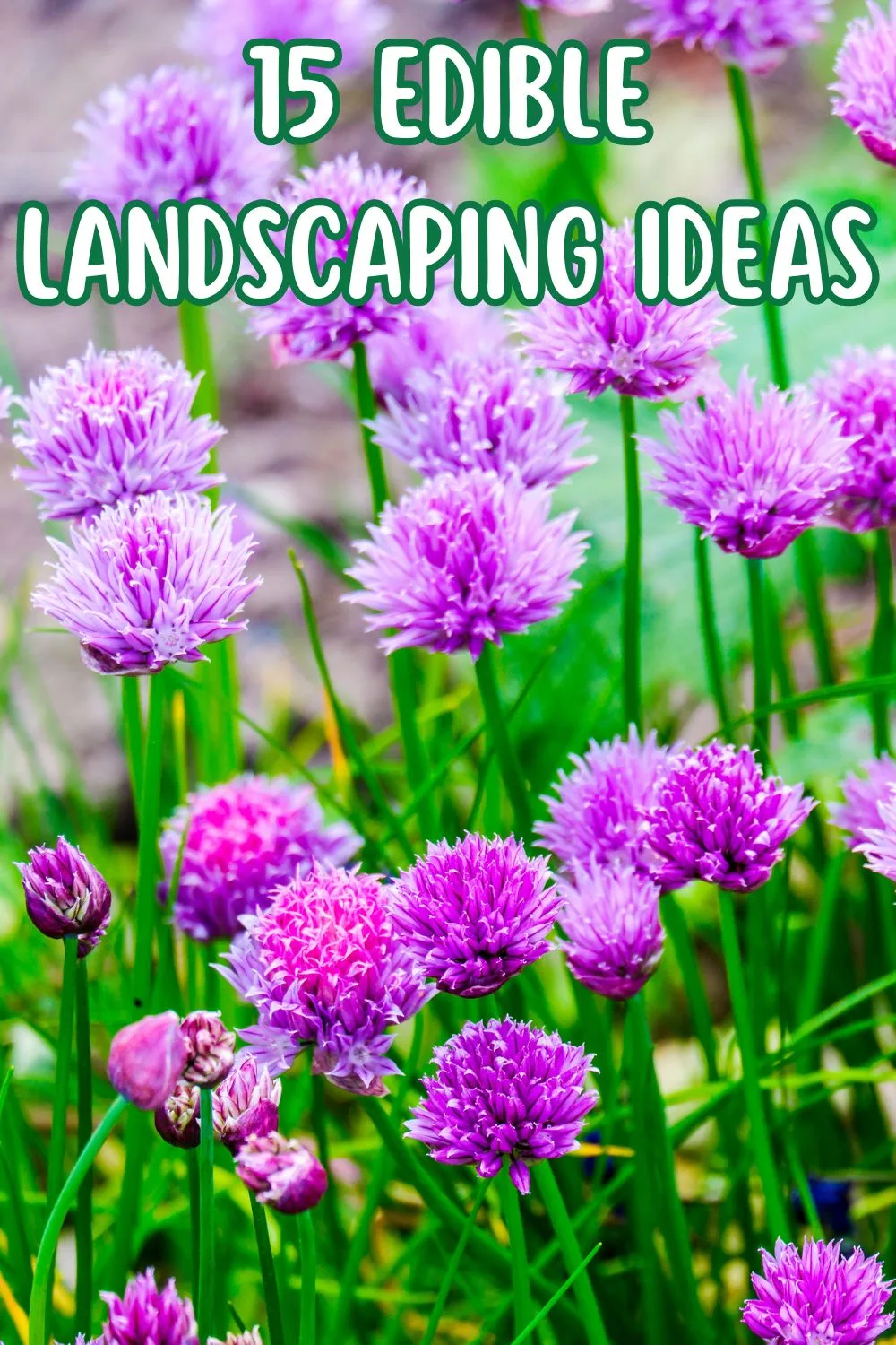 15 Edible landscaping ideas.