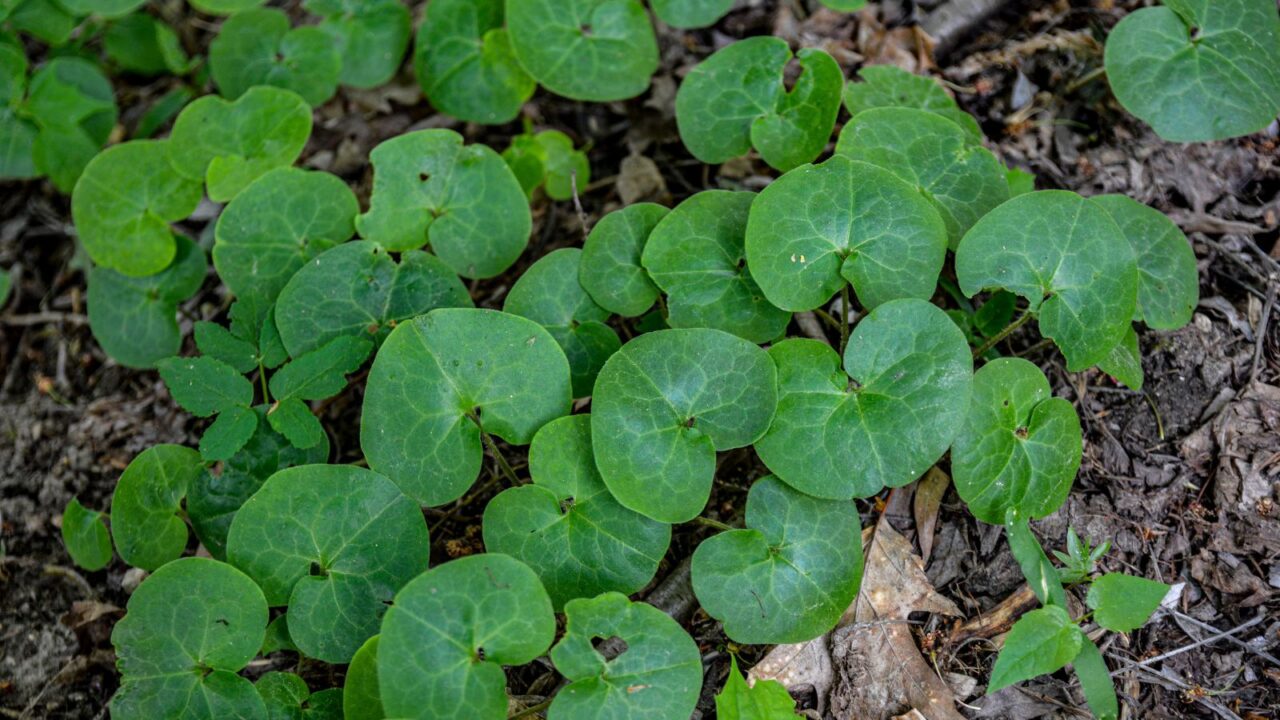 European wild ginger.