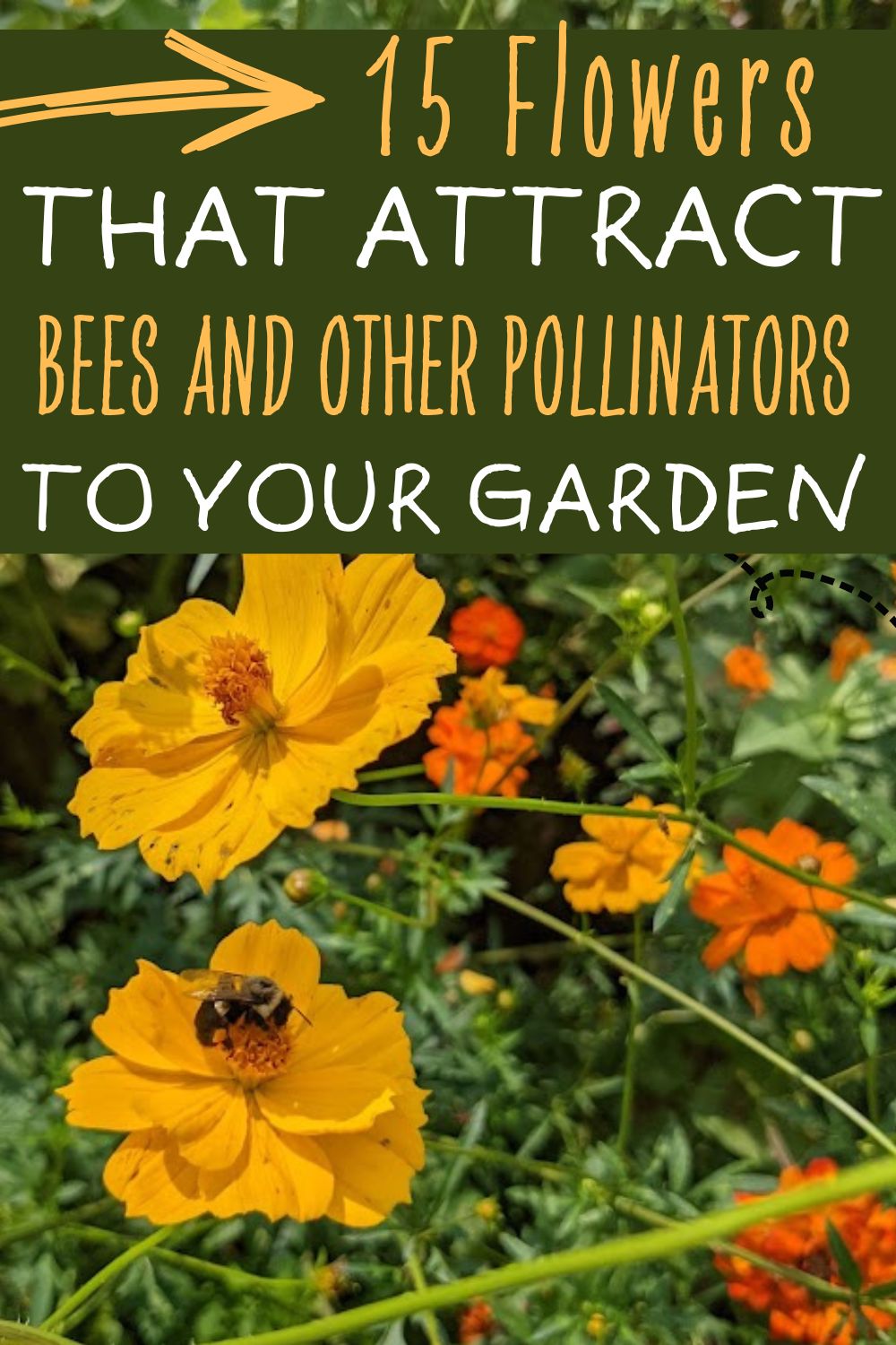 15 flowers that attract bees and other pollinators to your garden.