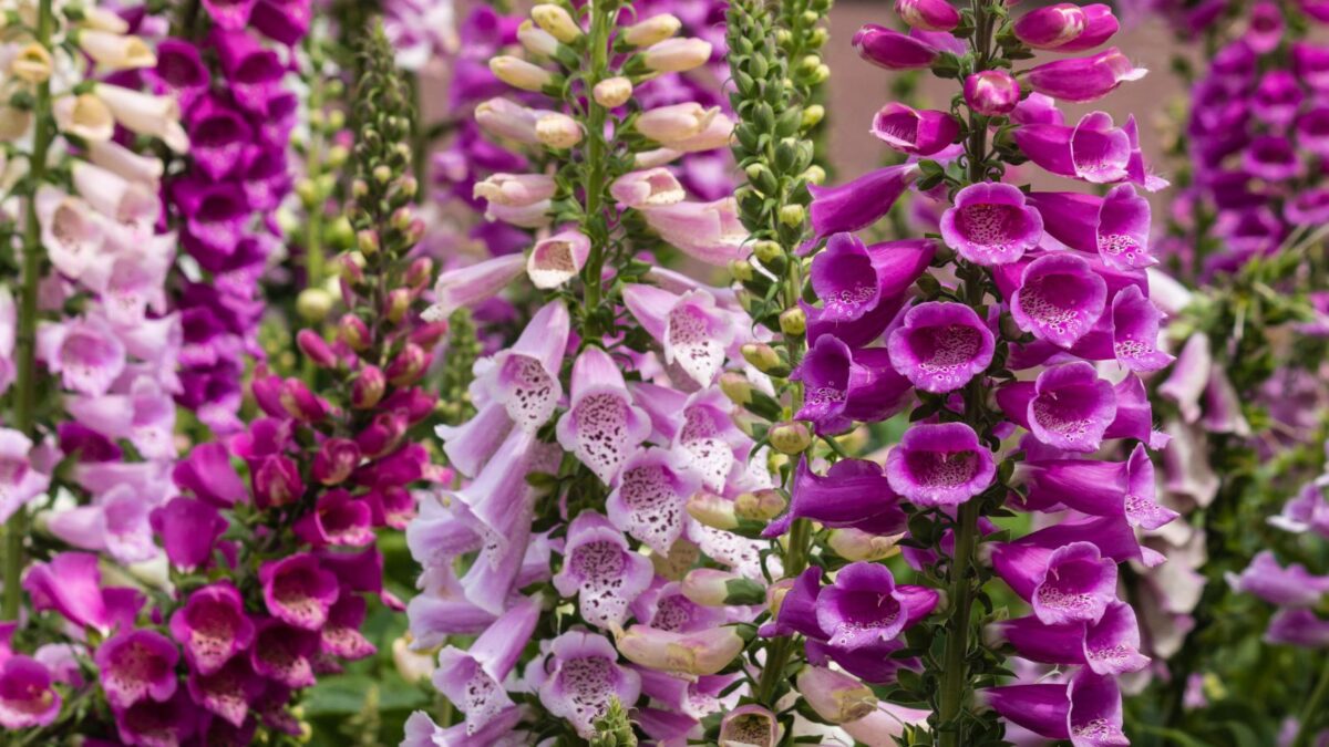 colorful foxglove flowers.