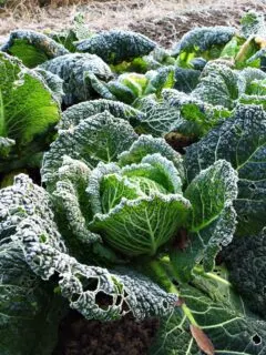 Frosty winter cabbage.