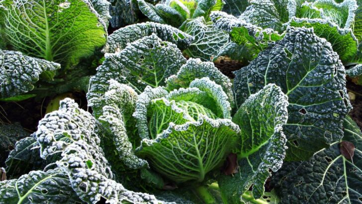 17 Winter Gardening Ideas To Avoid The Winter Blues