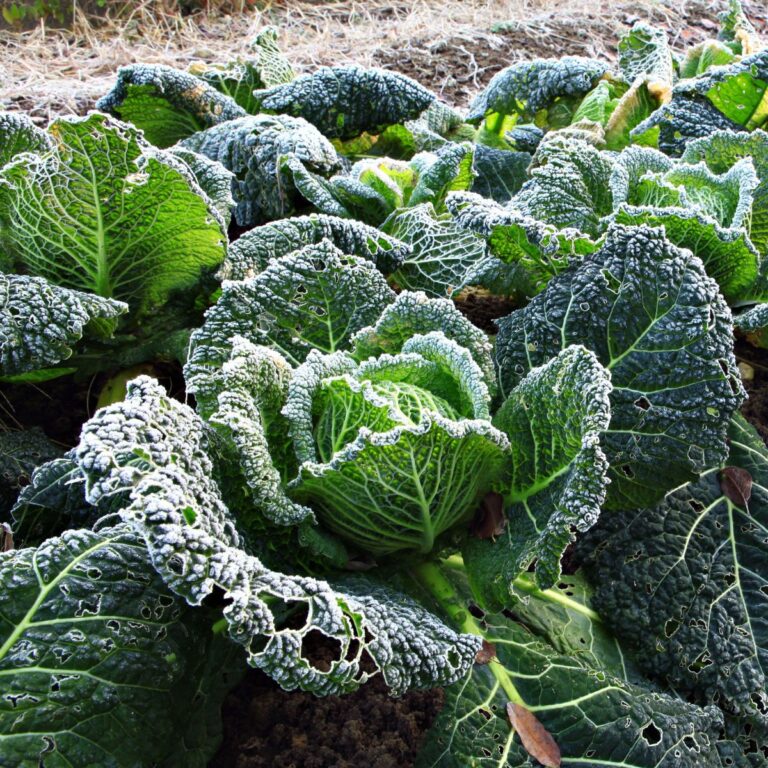 Frosty winter cabbage.