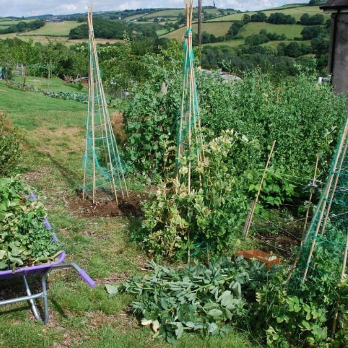 Beautiful vegetable garden with hills in the background.