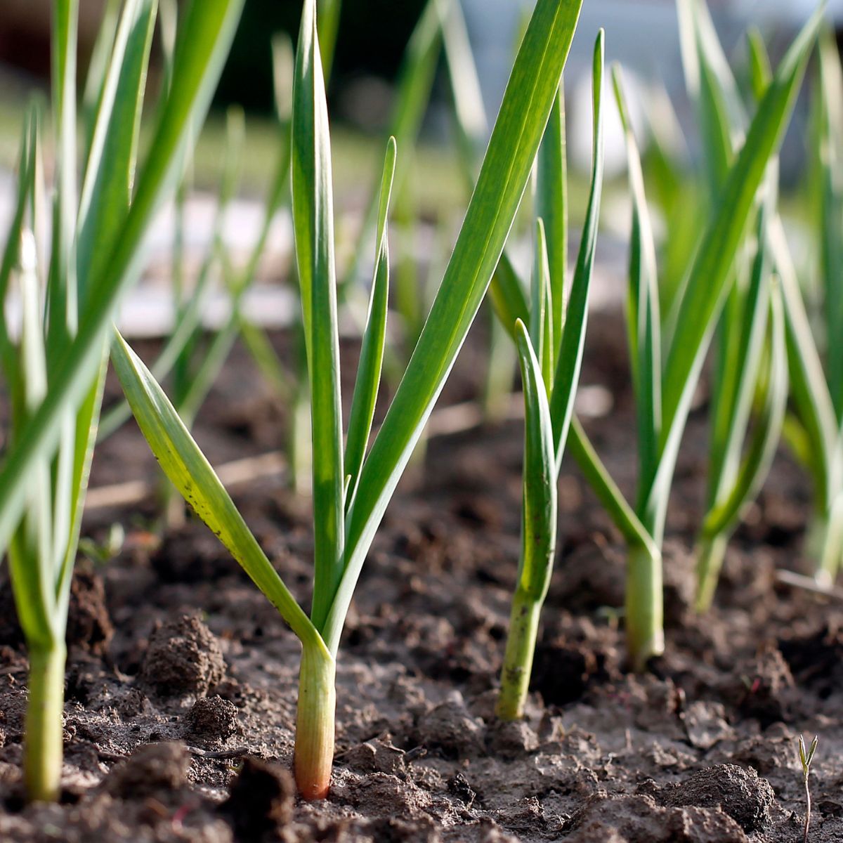 Garlic growing in the gardne