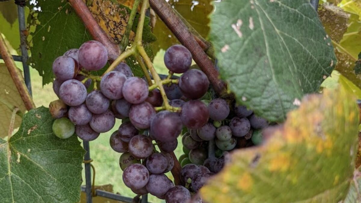 grape vine.