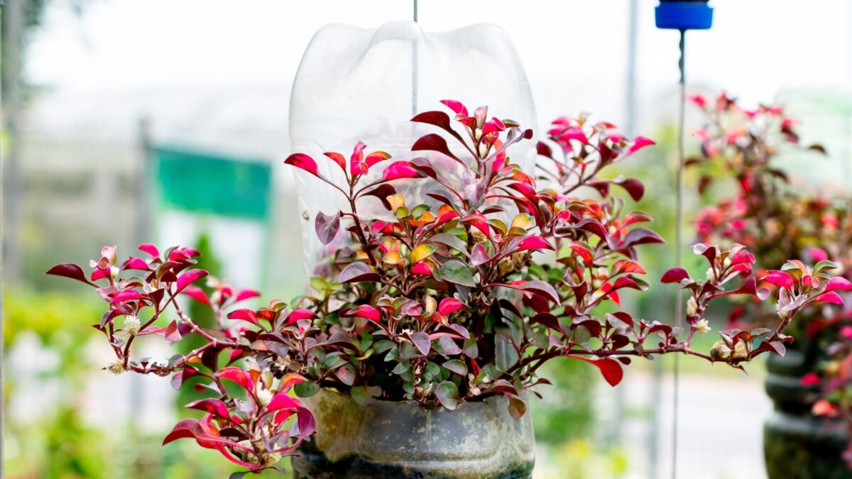 Hanging bottle garden.