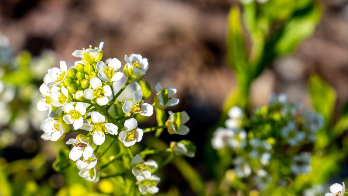 Hoary cress flowers.