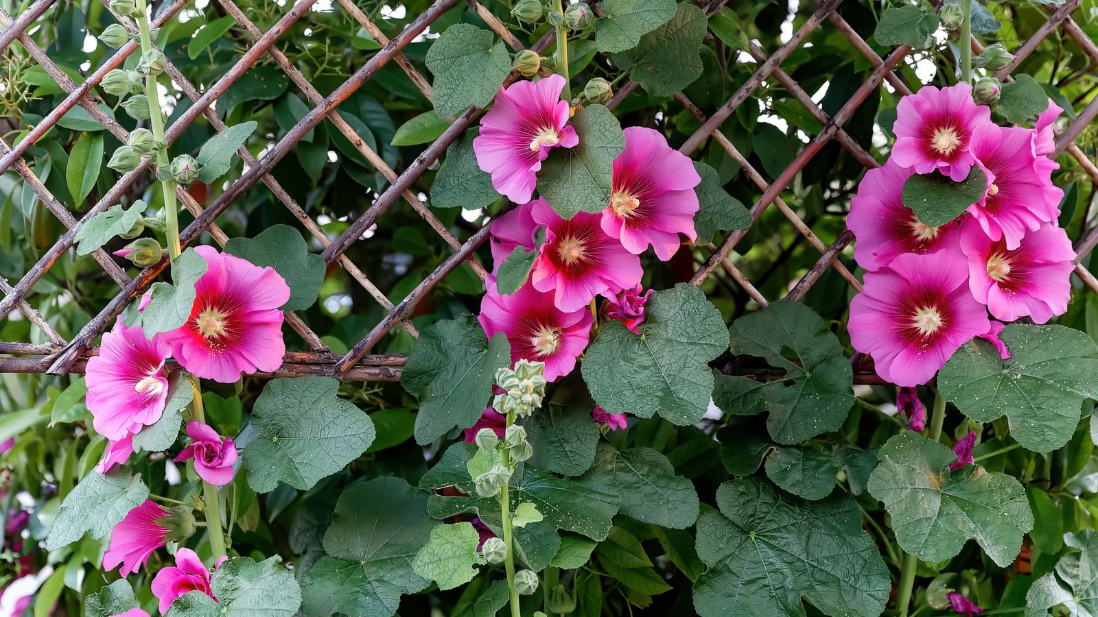 pink hollyhocks climbing on a wooden fence.