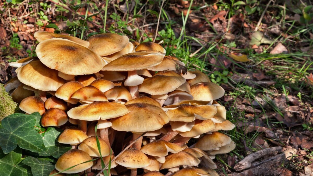 Honey mushrooms grown in the woods.