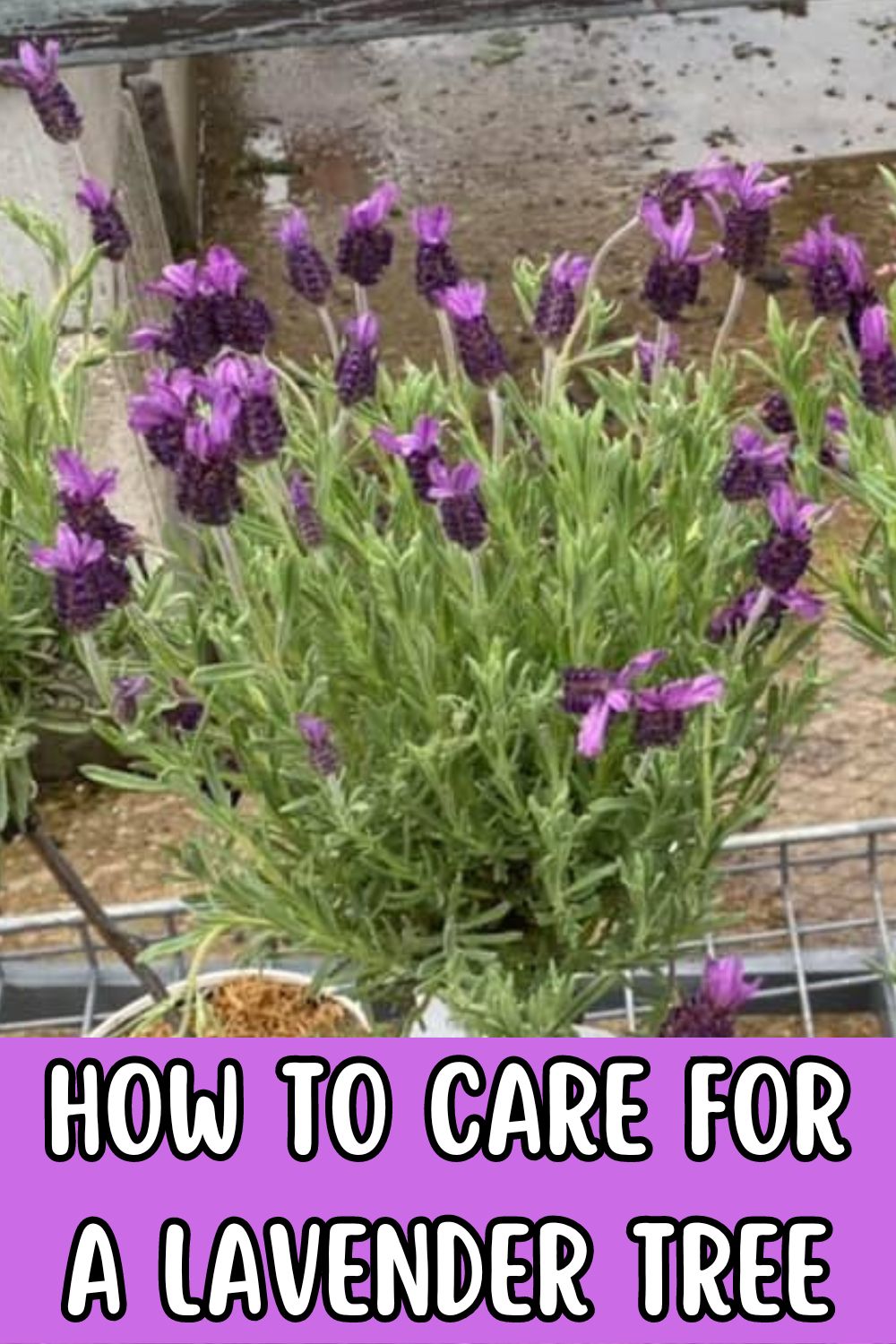 How to care for a lavender tree.