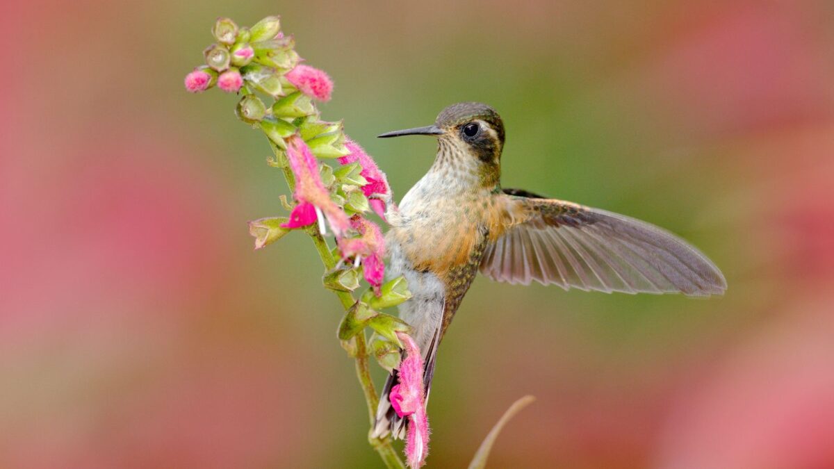 Hummingbird on pink flower.