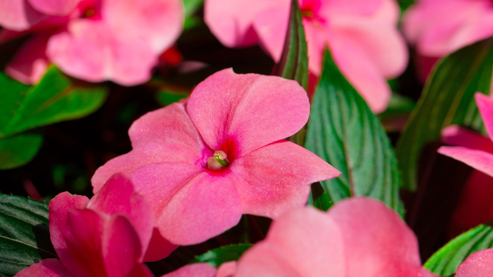 pink impatiens.