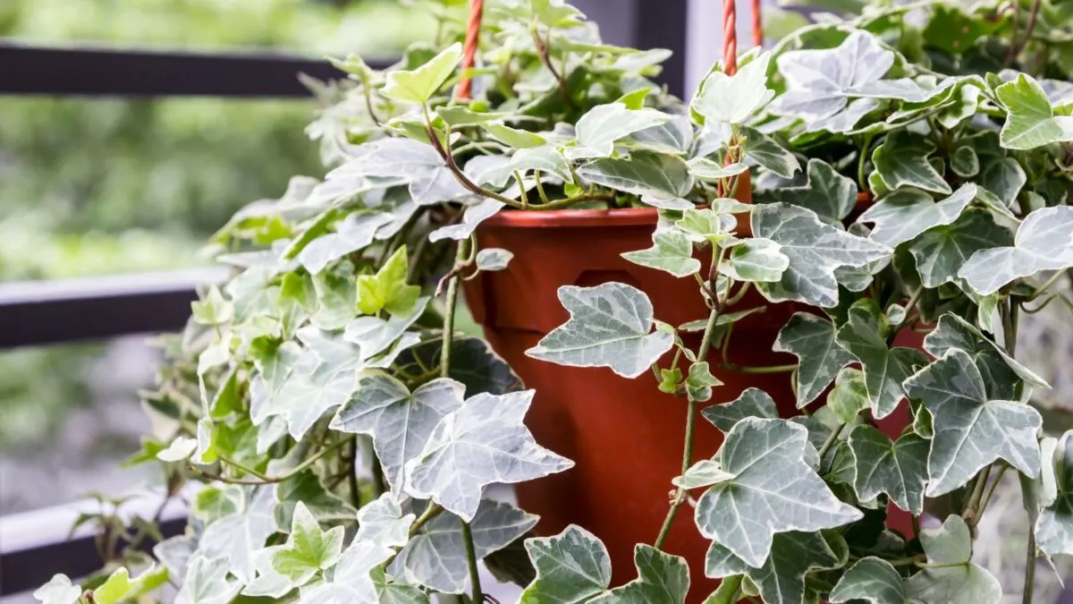 indoor English ivy plant cascading from a brown plastic container. 
