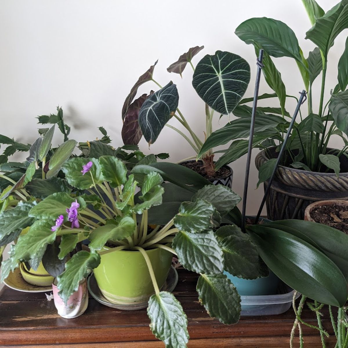 My indoor garden, featuring African violets,, peace lily, and orchid, and an arrowhead plant.