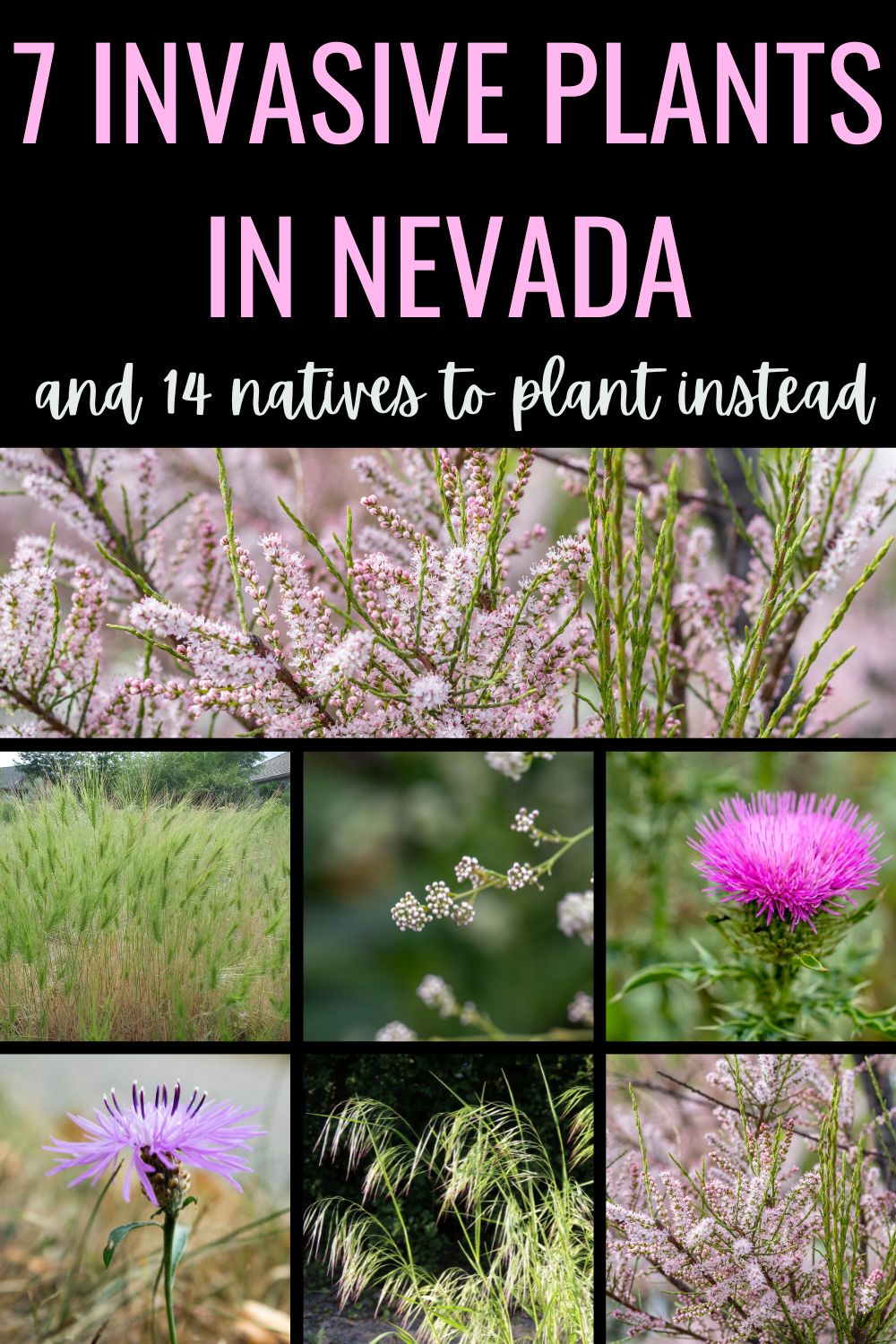 7 invasive plants in Nevada.