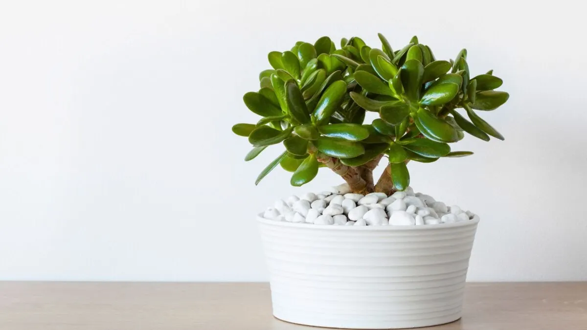 Jade plat in a low white container, with white rocks as decoration.  