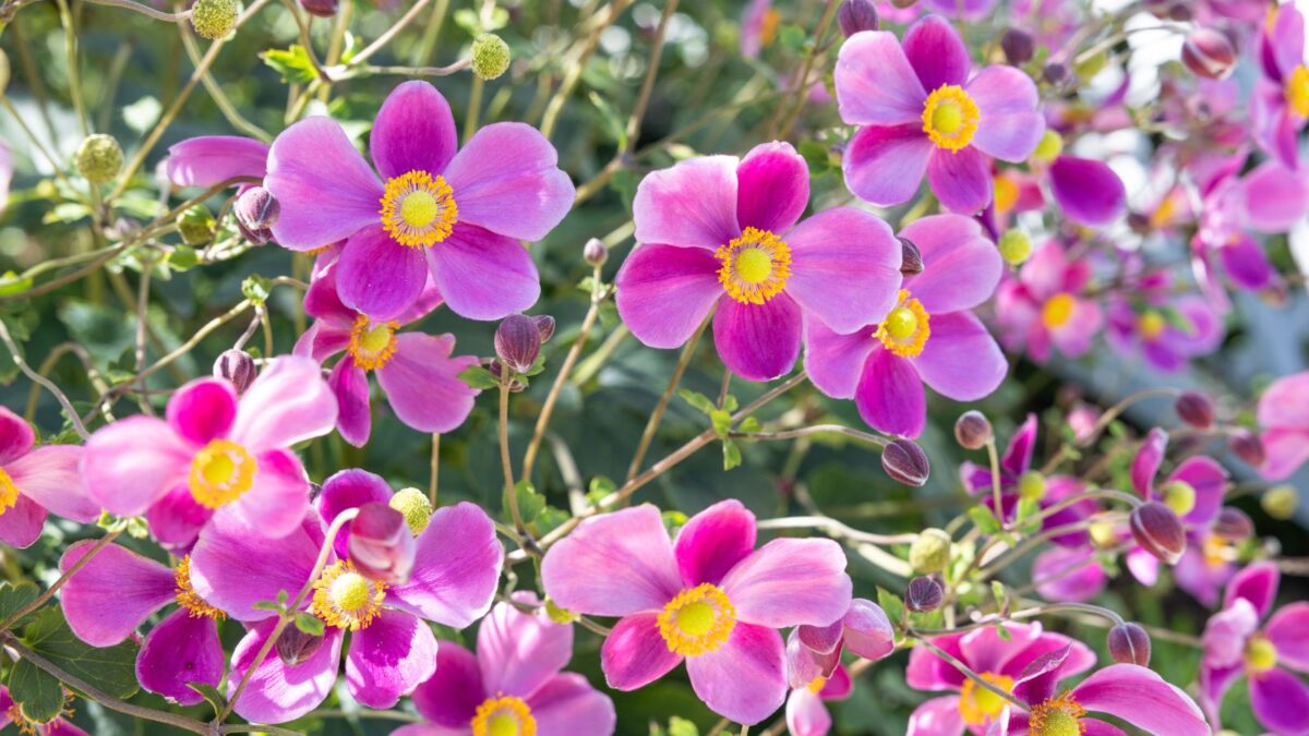 Japanese anemones in multiple hues of pink. 