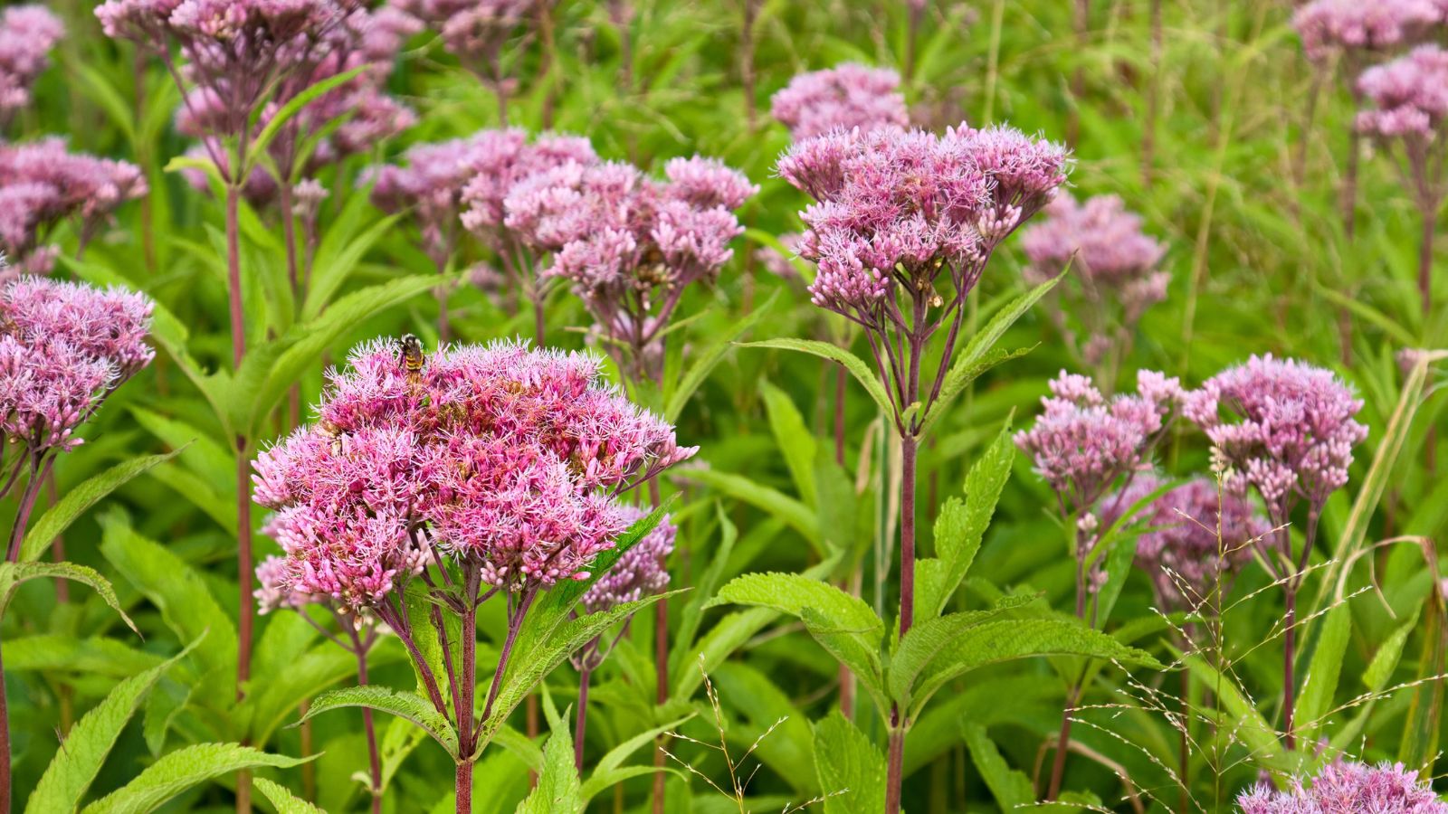 pink joe pye weed flowers.
