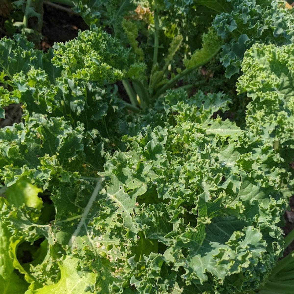 Kale growing in the garden