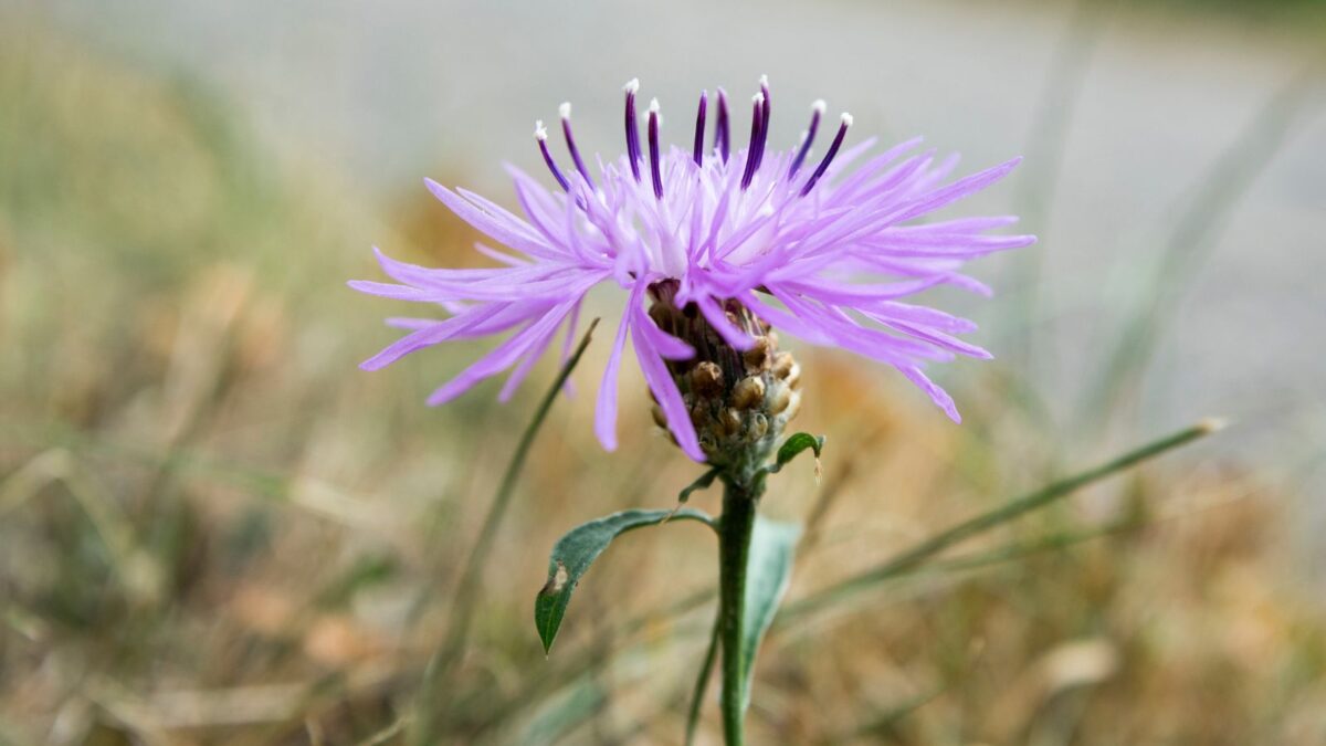 purple knapweed flower. 
