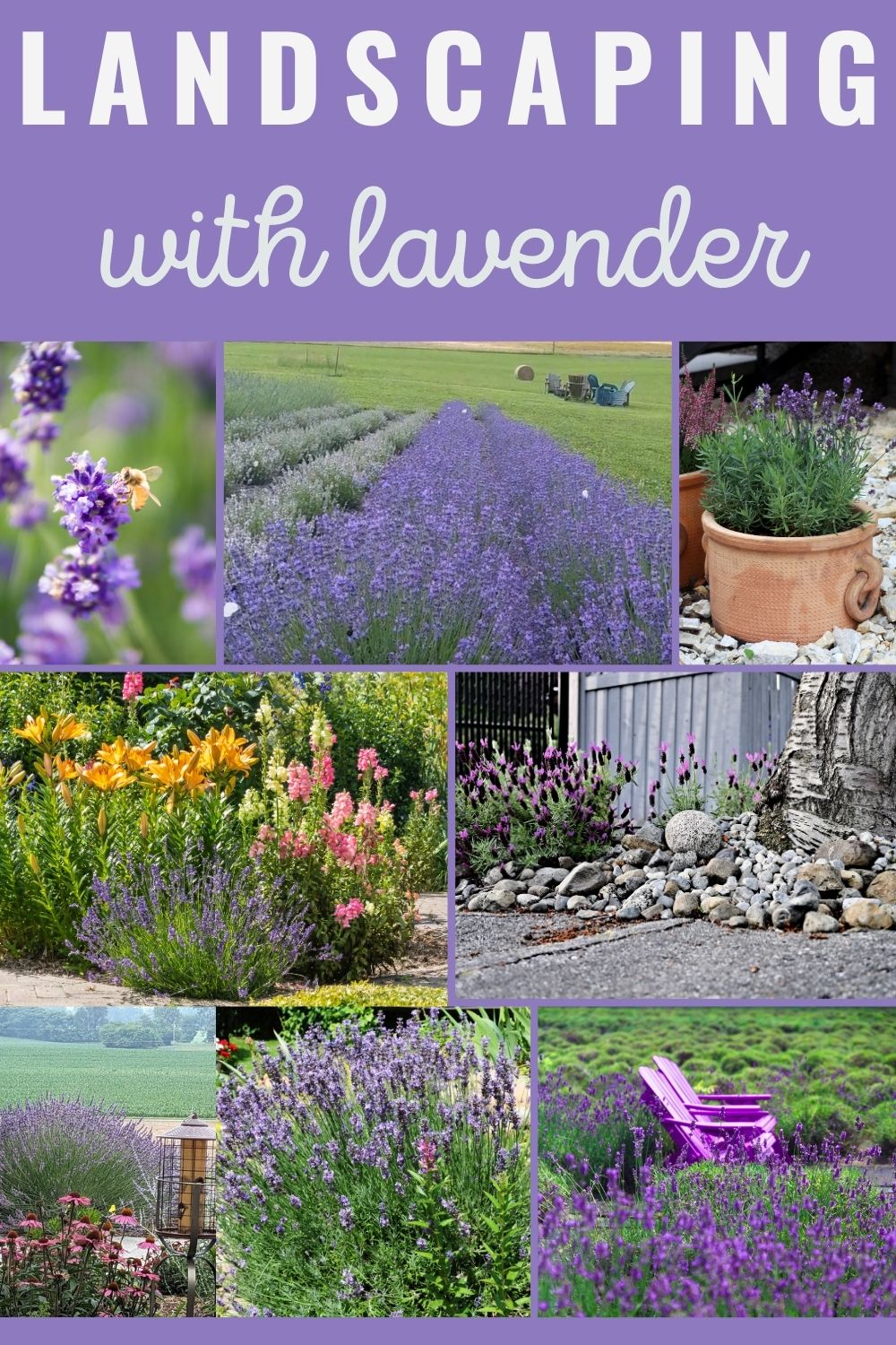 Landscaping with lavender.