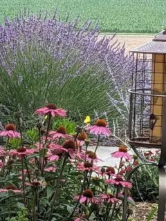 a beautiful corner of my yard displaying a huge lavender plant, a bird feeder and a gold finch bird sitting atop an echinacea flower.