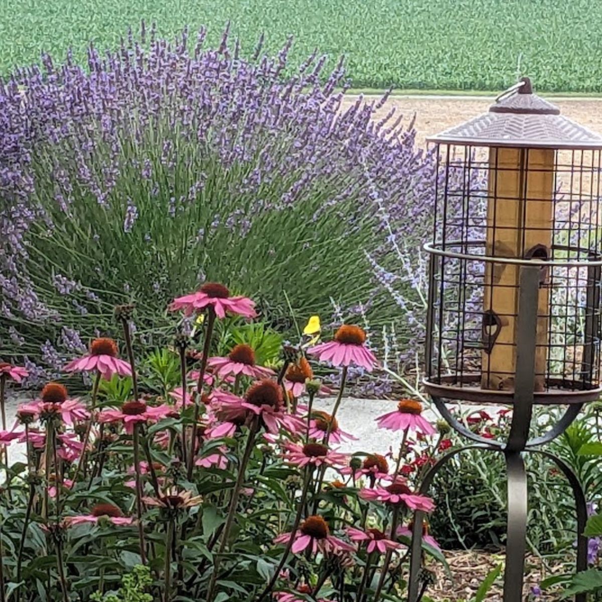 a beautiful corner of my yard displaying a huge lavender plant, a bird feeder and a gold finch bird sitting atop an echinacea flower.