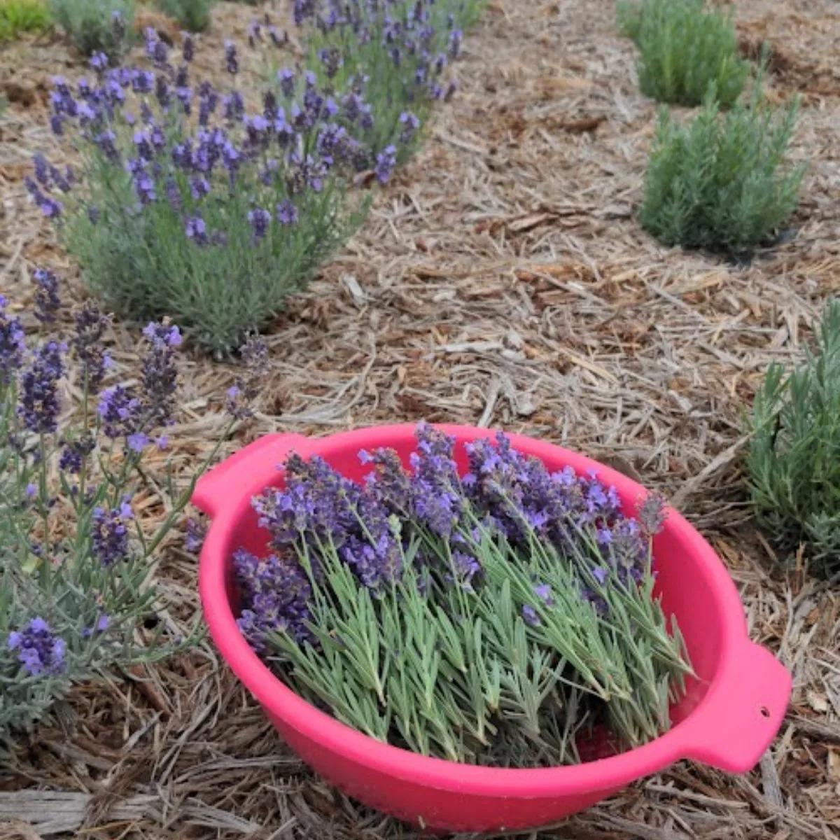 A red colander filled with freshly picked lavender flowers. 