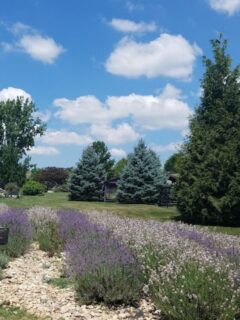 A field of lavender with evergreen trees in the background and a beautiful blue sky and white clouds.