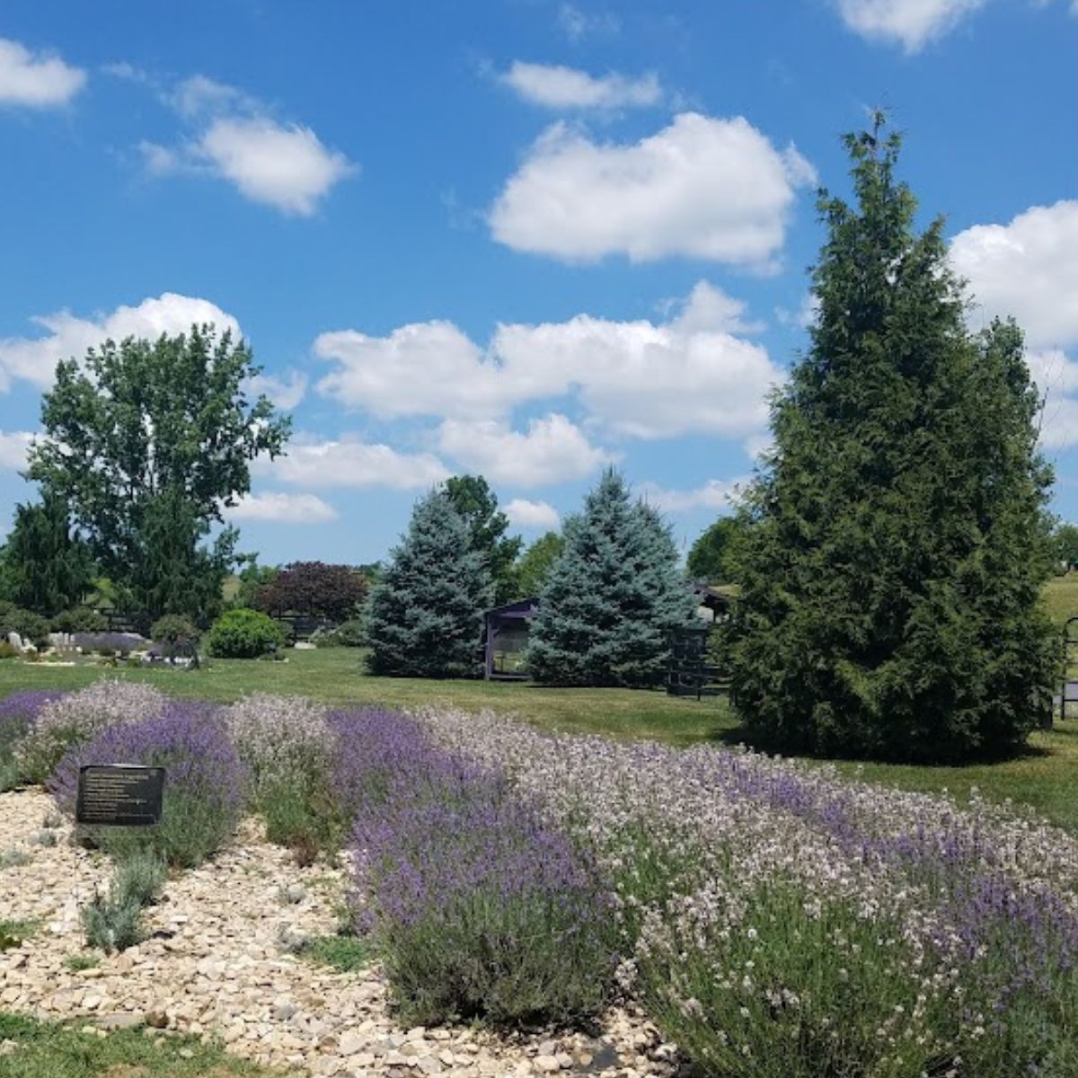 A field of lavender with evergreen trees in the background and a beautiful blue sky and white clouds. 