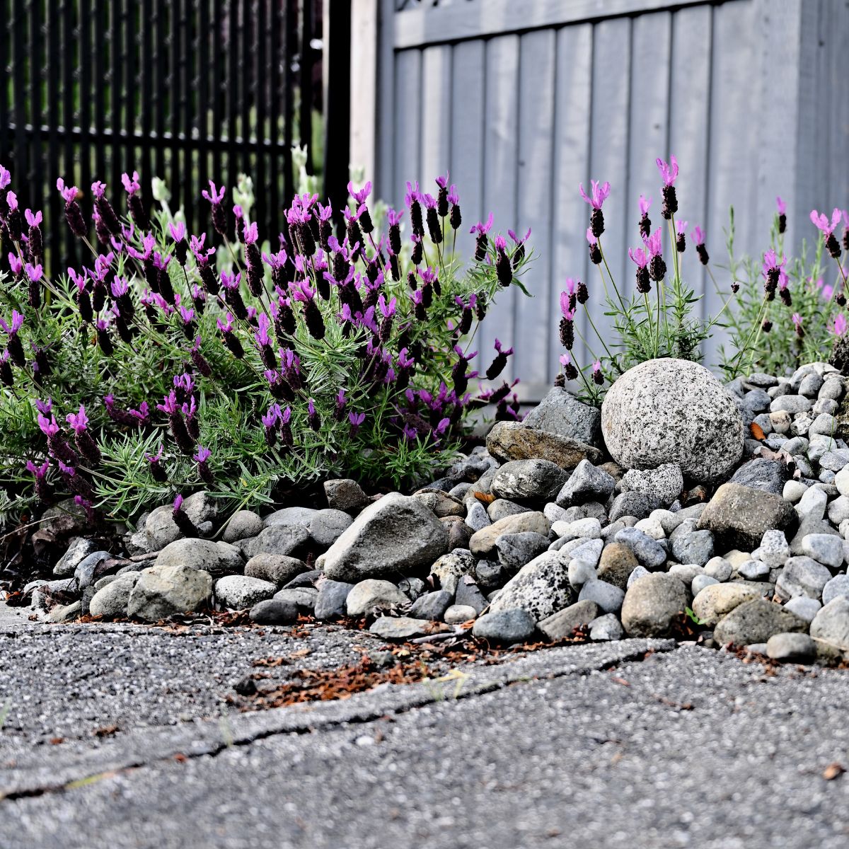 Beautiful pink lavender blooming in a rock garden.