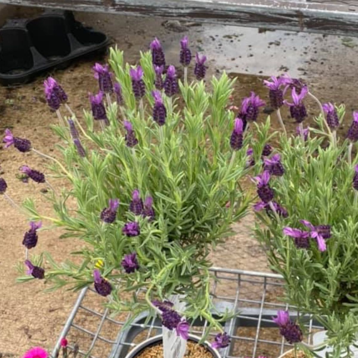 Lavender trees in a metal shopping cart. 