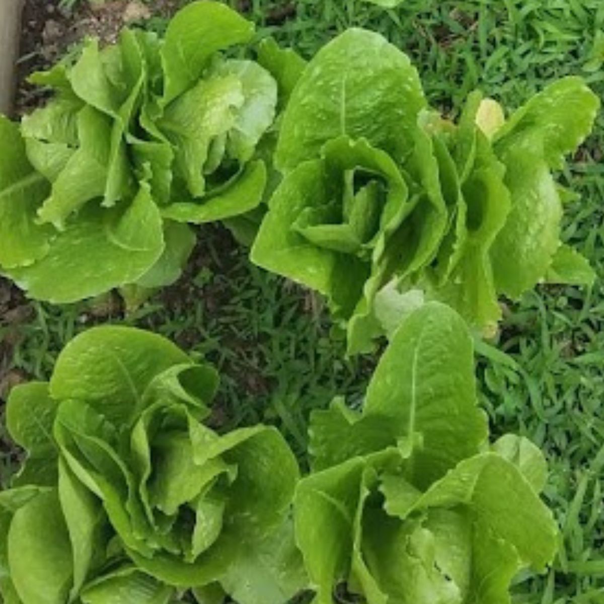 Lettuce growing in the garden. 