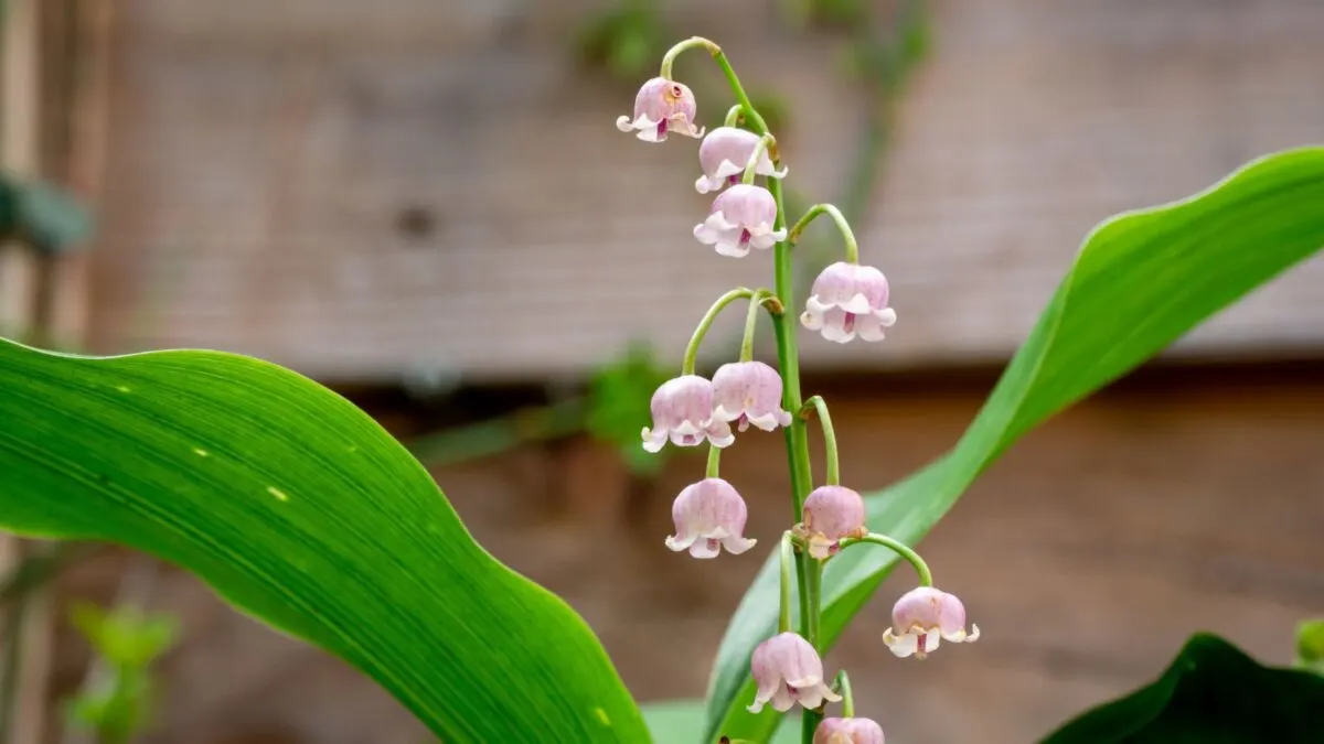 lily of the valley in a pink shade.