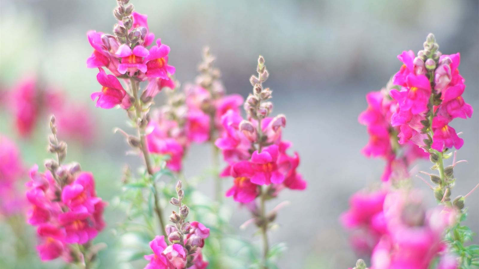 pink snapdragons.