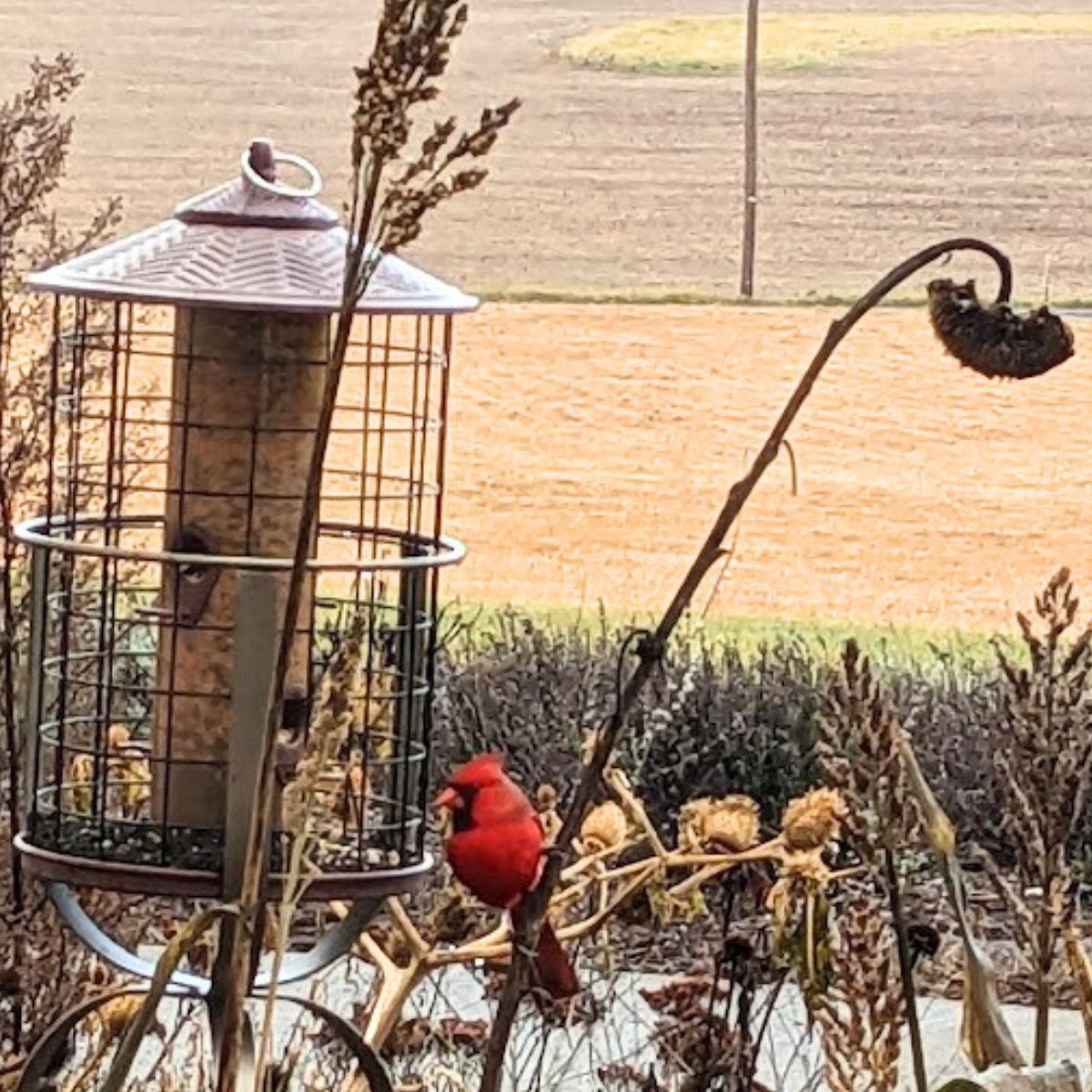 A bright red male cardinal next to one of my feeders.