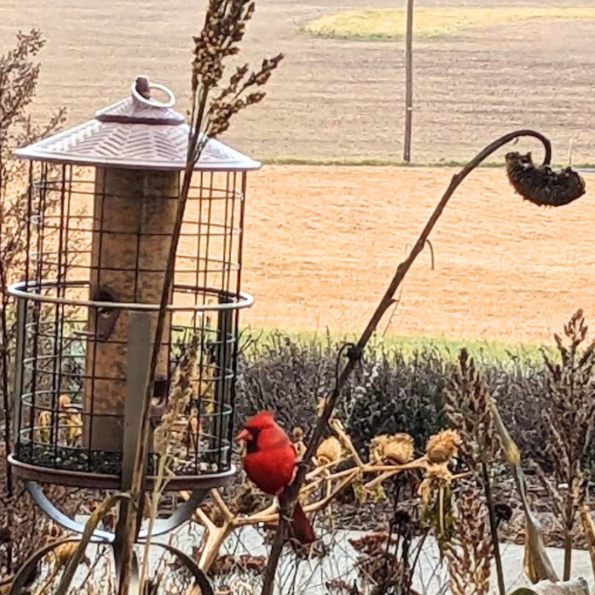 A bright red male cardinal next to one of my feeders. 